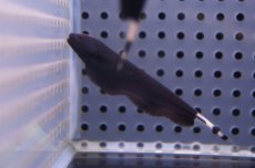 画像2: 【淡水魚】[お取り寄せ]ブラックゴースト【3匹】（生体）【ナイフフィッシュ】（熱帯魚）NKO (2)