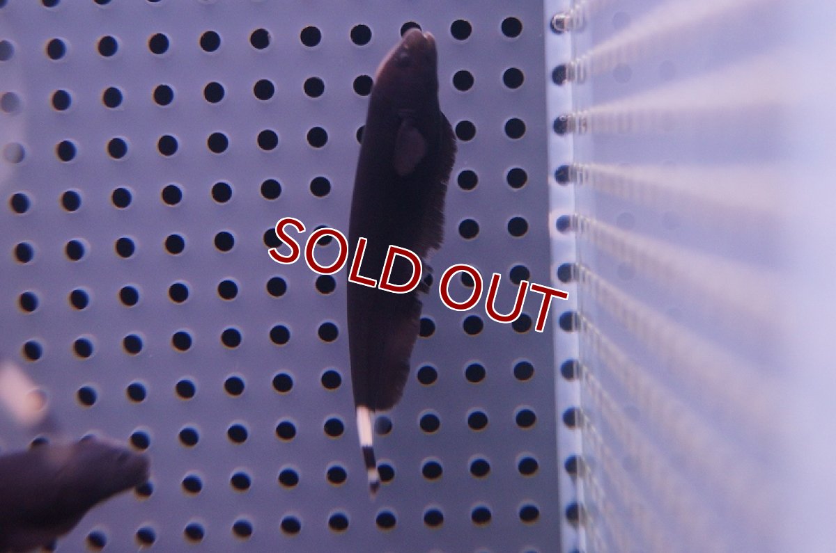 画像3: 【淡水魚】ブラックゴースト【2匹 サンプル画像】（生体）【ナイフフィッシュ】（熱帯魚）NKO (3)