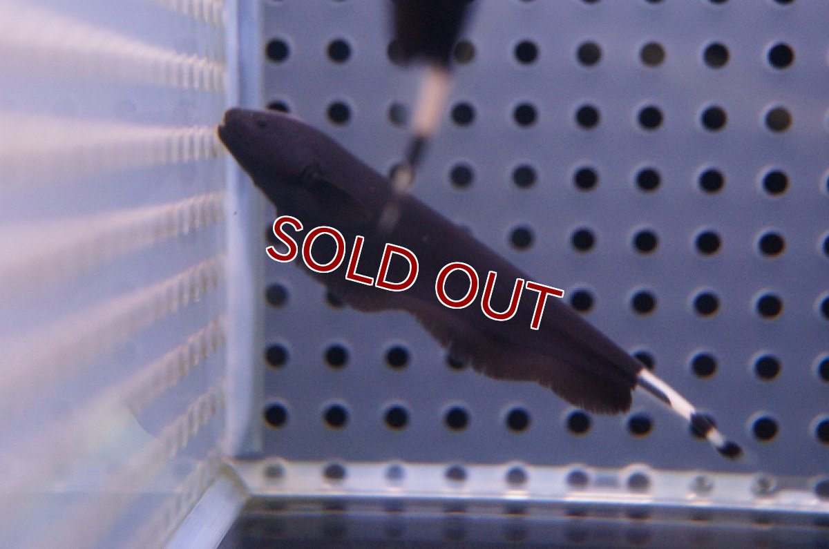 画像2: 【淡水魚】ブラックゴースト【1匹 サンプル画像】（生体）【ナイフフィッシュ】（熱帯魚）NKO (2)