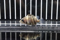 画像1: 【淡水魚】特価 ダトニオプラスワン ボルネオ産 ワイルド【1匹】(±4cm)（生体）(大型魚)（熱帯魚）NKO (1)