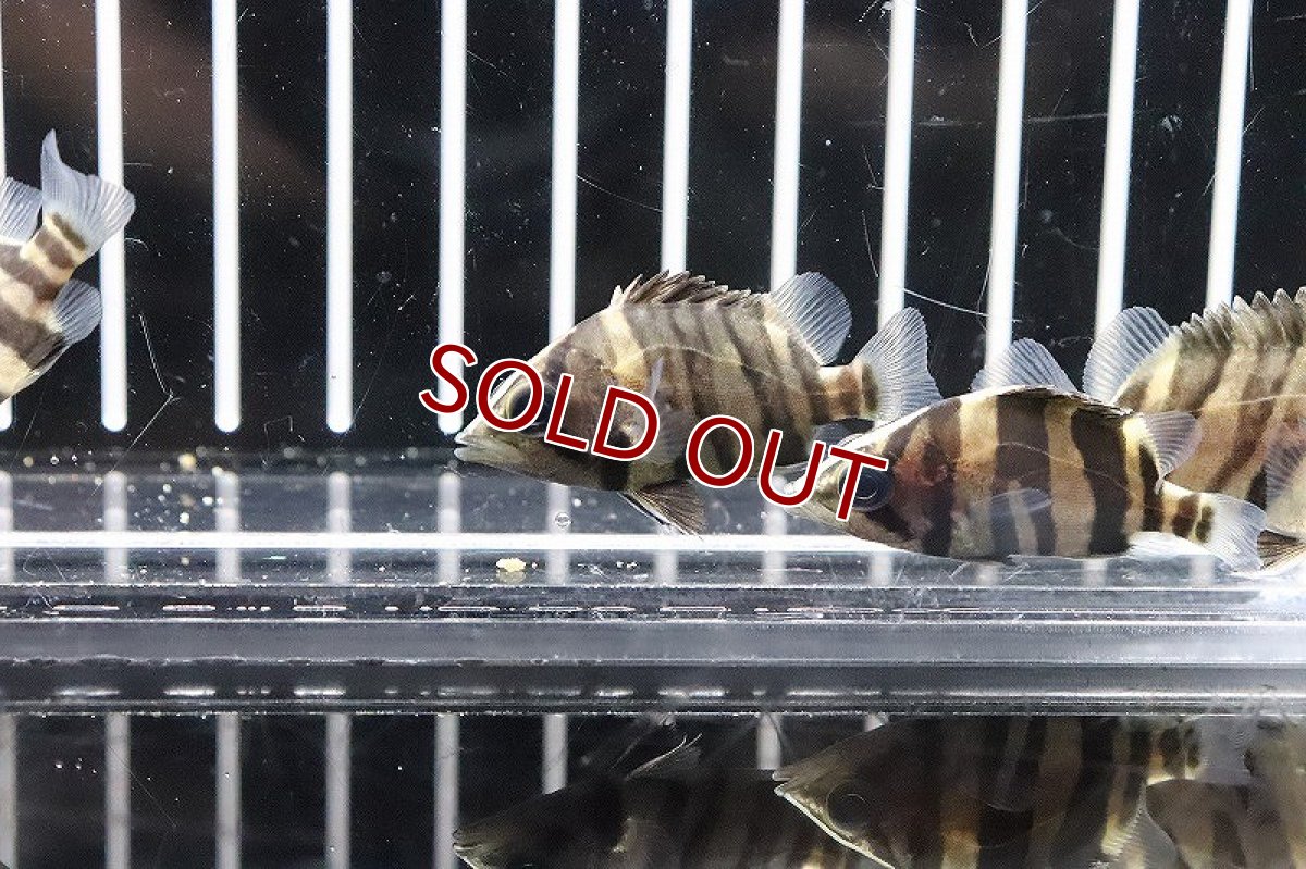 画像2: 【淡水魚】特価 ダトニオプラスワン ボルネオ産 ワイルド【1匹】(±4cm)（生体）(大型魚)（熱帯魚）NKO (2)