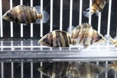 画像3: 【淡水魚】【通販】特価 ダトニオプラスワン ボルネオ産 ワイルド【1匹】(±4cm)（生体）(大型魚)（熱帯魚）NKO (3)