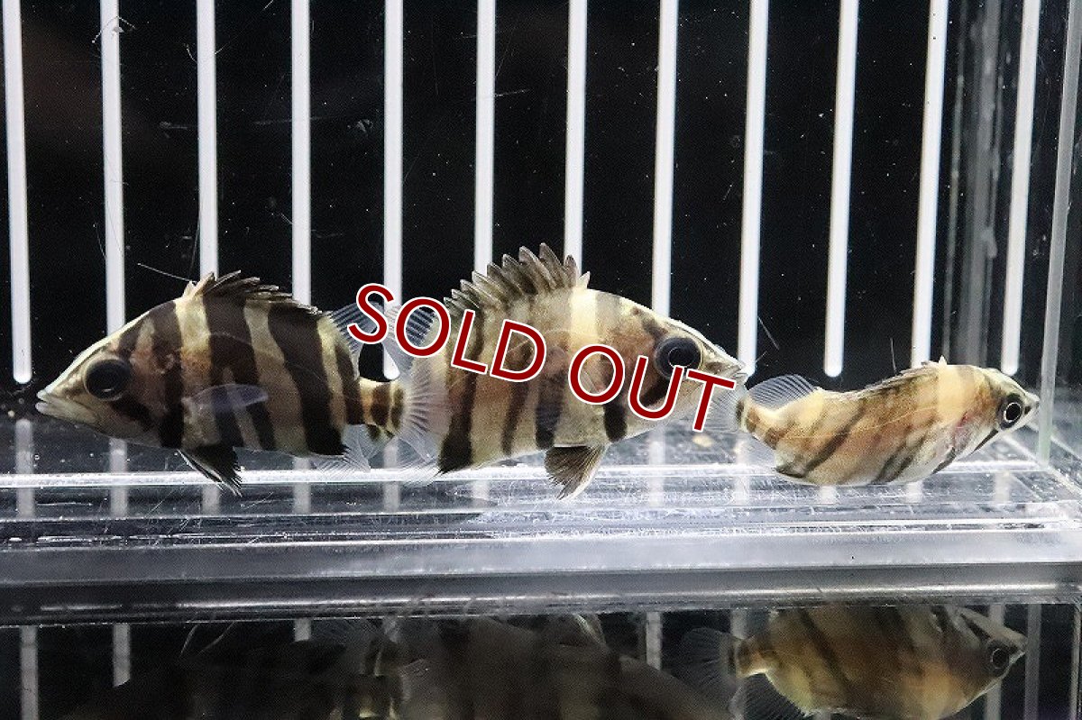 画像4: 【淡水魚】特価 ダトニオプラスワン ボルネオ産 ワイルド【1匹】(±4cm)（生体）(大型魚)（熱帯魚）NKO (4)