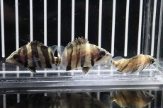 画像4: 【淡水魚】特価 ダトニオプラスワン ボルネオ産 ワイルド【1匹】(±4cm)（生体）(大型魚)（熱帯魚）NKO (4)