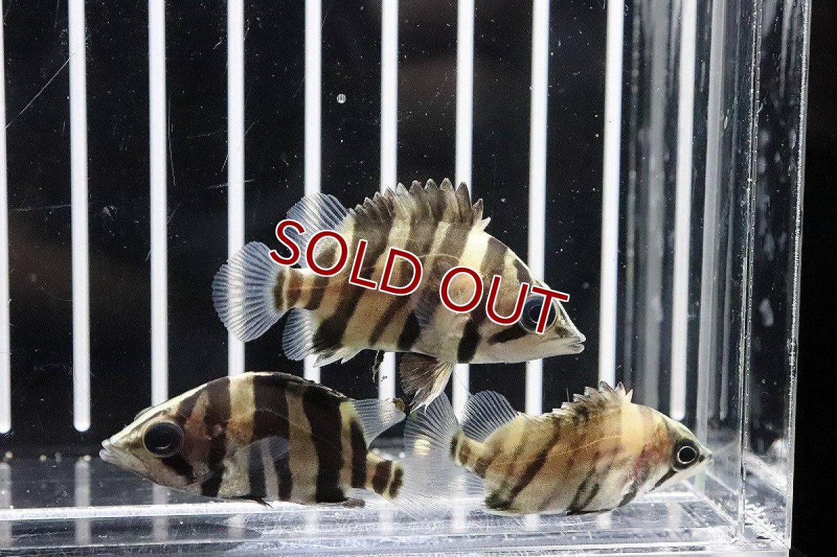 画像5: 【淡水魚】特価 ダトニオプラスワン ボルネオ産 ワイルド【1匹】(±4cm)（生体）(大型魚)（熱帯魚）NKO (5)