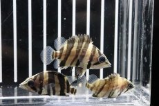 画像5: 【淡水魚】特価 ダトニオプラスワン ボルネオ産 ワイルド【1匹】(±4cm)（生体）(大型魚)（熱帯魚）NKO (5)