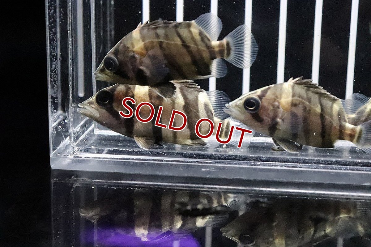 画像6: 【淡水魚】特価 ダトニオプラスワン ボルネオ産 ワイルド【1匹】(±4cm)（生体）(大型魚)（熱帯魚）NKO (6)