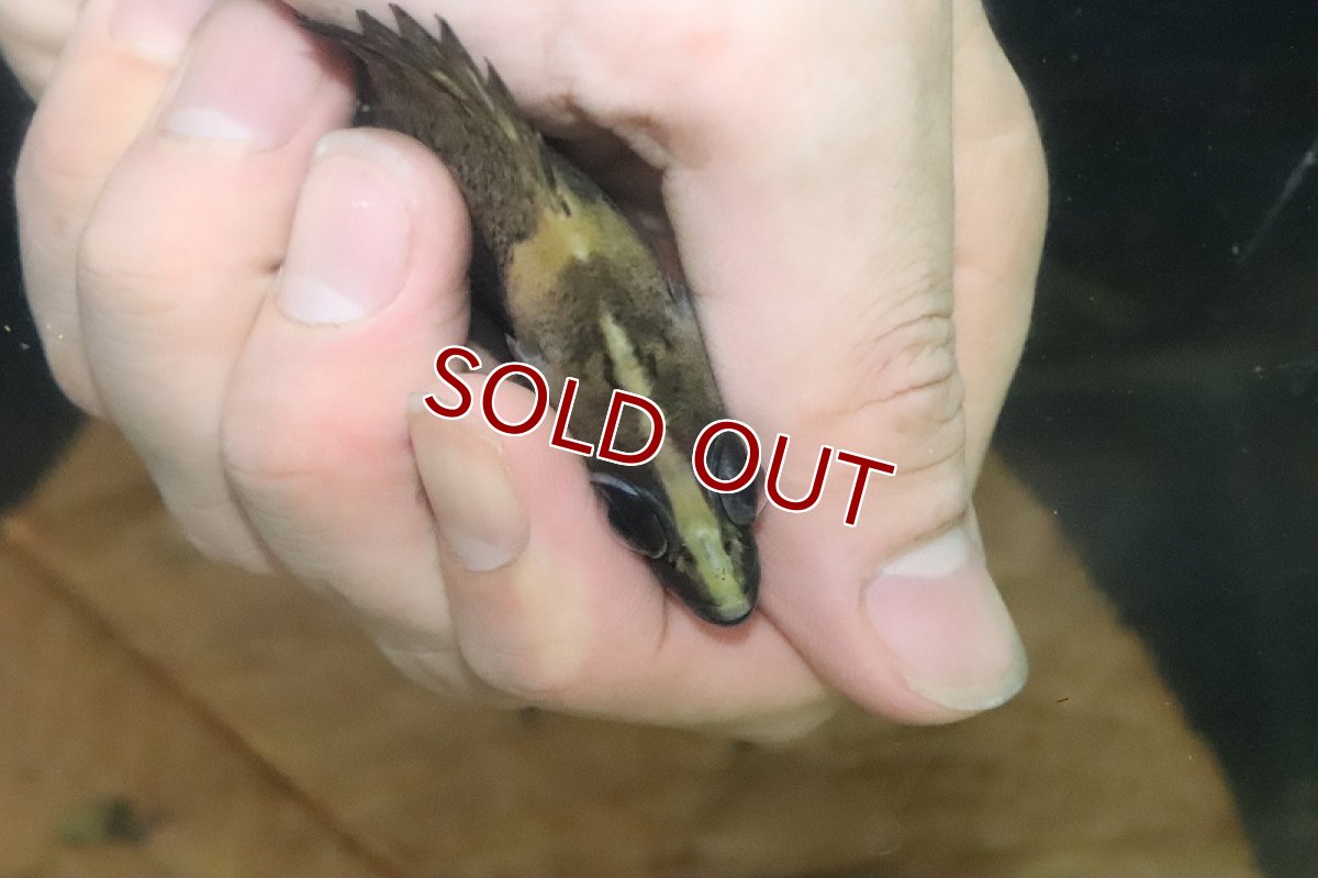 画像2: 【決算セール クーポンご利用で更に10％OFF対象商品】【淡水魚】【通販】遂に入荷 ニューギニアダトニオ ワイルド【1匹 サンプル画像】(±10cm)（生体）(大型魚)（熱帯魚）NKO (2)