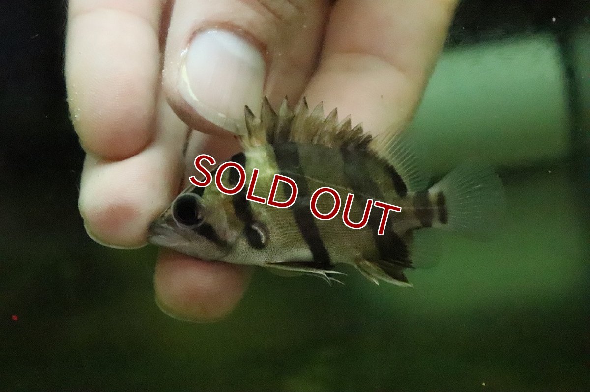 画像2: 【淡水魚】【通販】特価 フォーバータイガーダトニオ ワイルド【1匹 サンプル画像】(±6-8cm)(生体)(淡水)NKO (2)