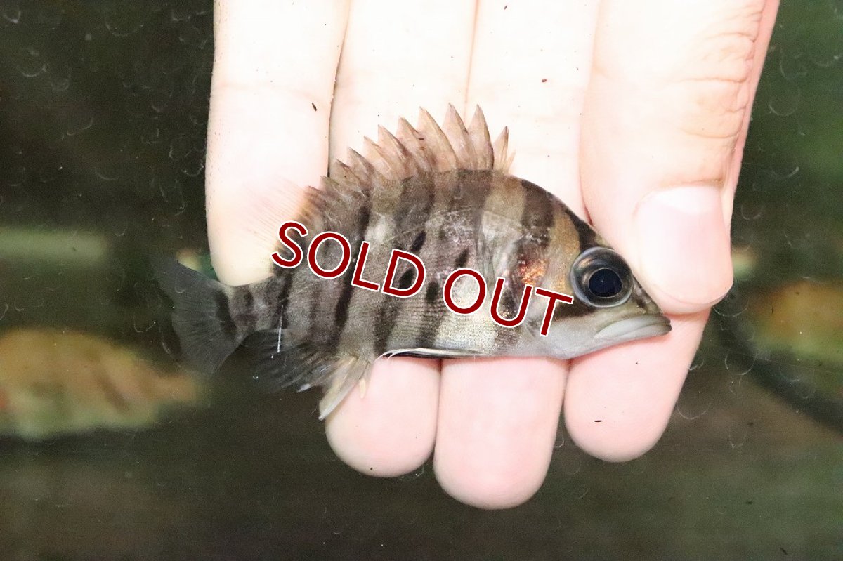 画像2: 【淡水魚】大特価 ダトニオプラスワン ワイルド【１匹】(±6.5-7.5cm)(大型魚)(生体)(淡水)NKO (2)