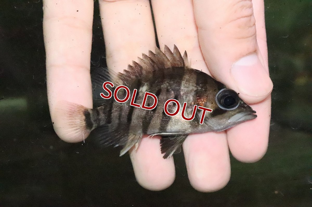 画像3: 【淡水魚】大特価 ダトニオプラスワン ワイルド【１匹】(±6.5-7.5cm)(大型魚)(生体)(淡水)NKO (3)