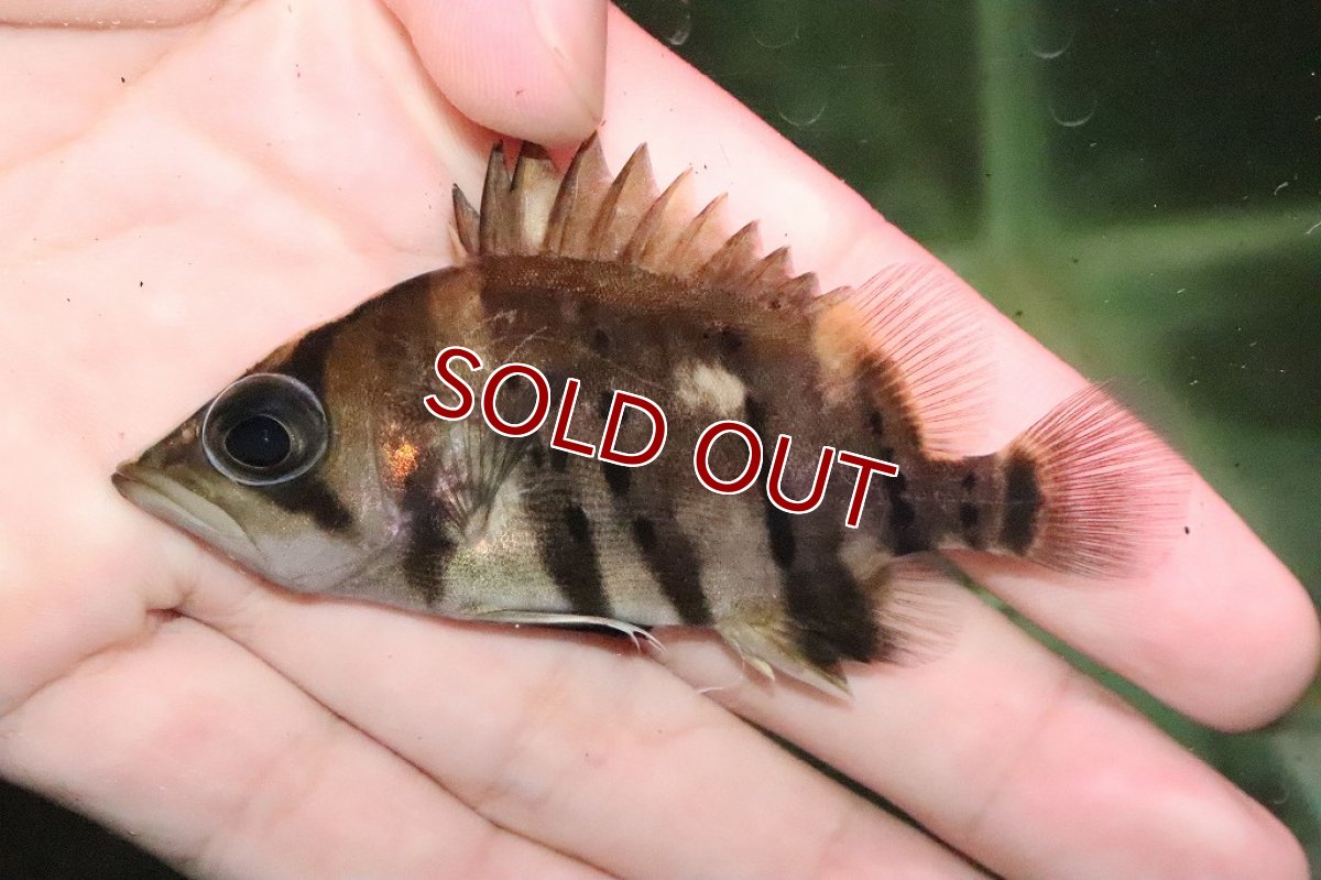 画像4: 【淡水魚】大特価 ダトニオプラスワン ワイルド【１匹】(±6.5-7.5cm)(大型魚)(生体)(淡水)NKO (4)