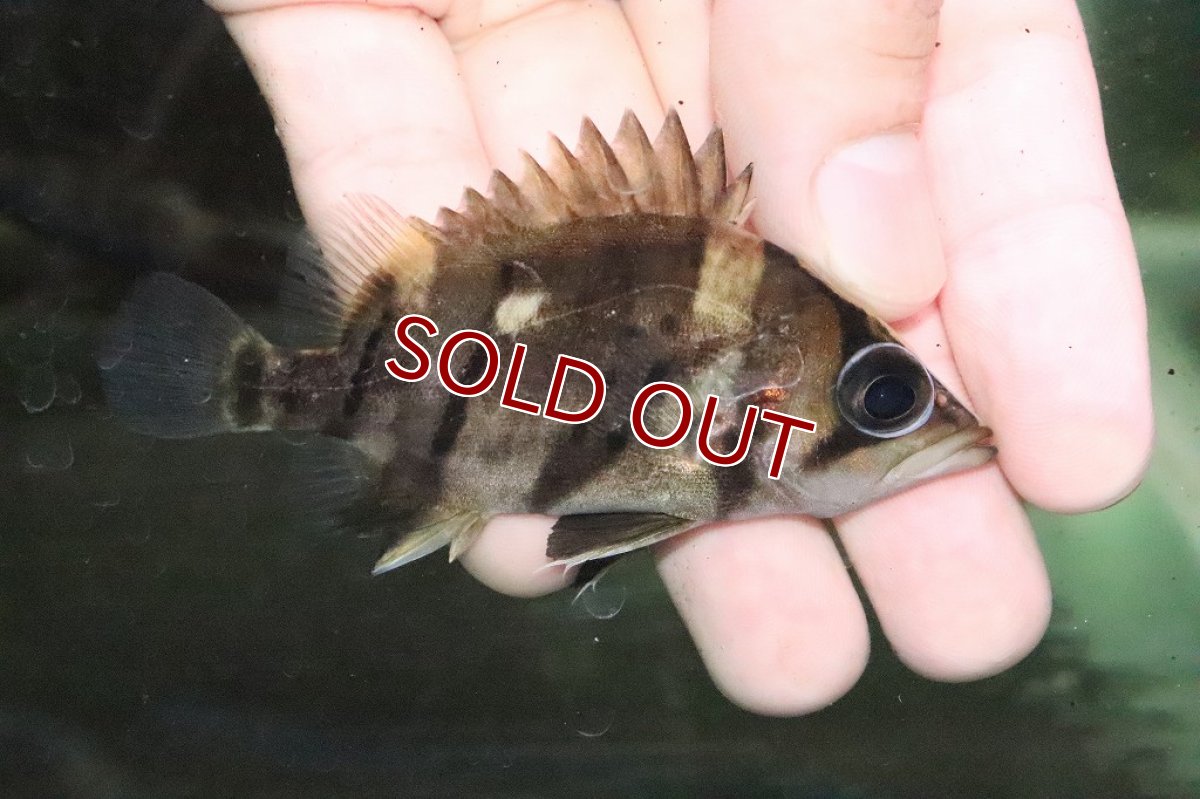 画像5: 【淡水魚】大特価 ダトニオプラスワン ワイルド【１匹】(±6.5-7.5cm)(大型魚)(生体)(淡水)NKO (5)