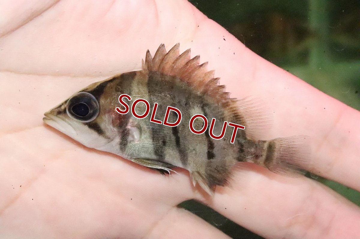 画像6: 【淡水魚】大特価 ダトニオプラスワン ワイルド【１匹】(±6.5-7.5cm)(大型魚)(生体)(淡水)NKO (6)