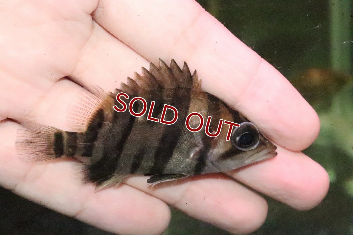 画像7: 【淡水魚】大特価 ダトニオプラスワン ワイルド【１匹】(±6.5-7.5cm)(大型魚)(生体)(淡水)NKO (7)