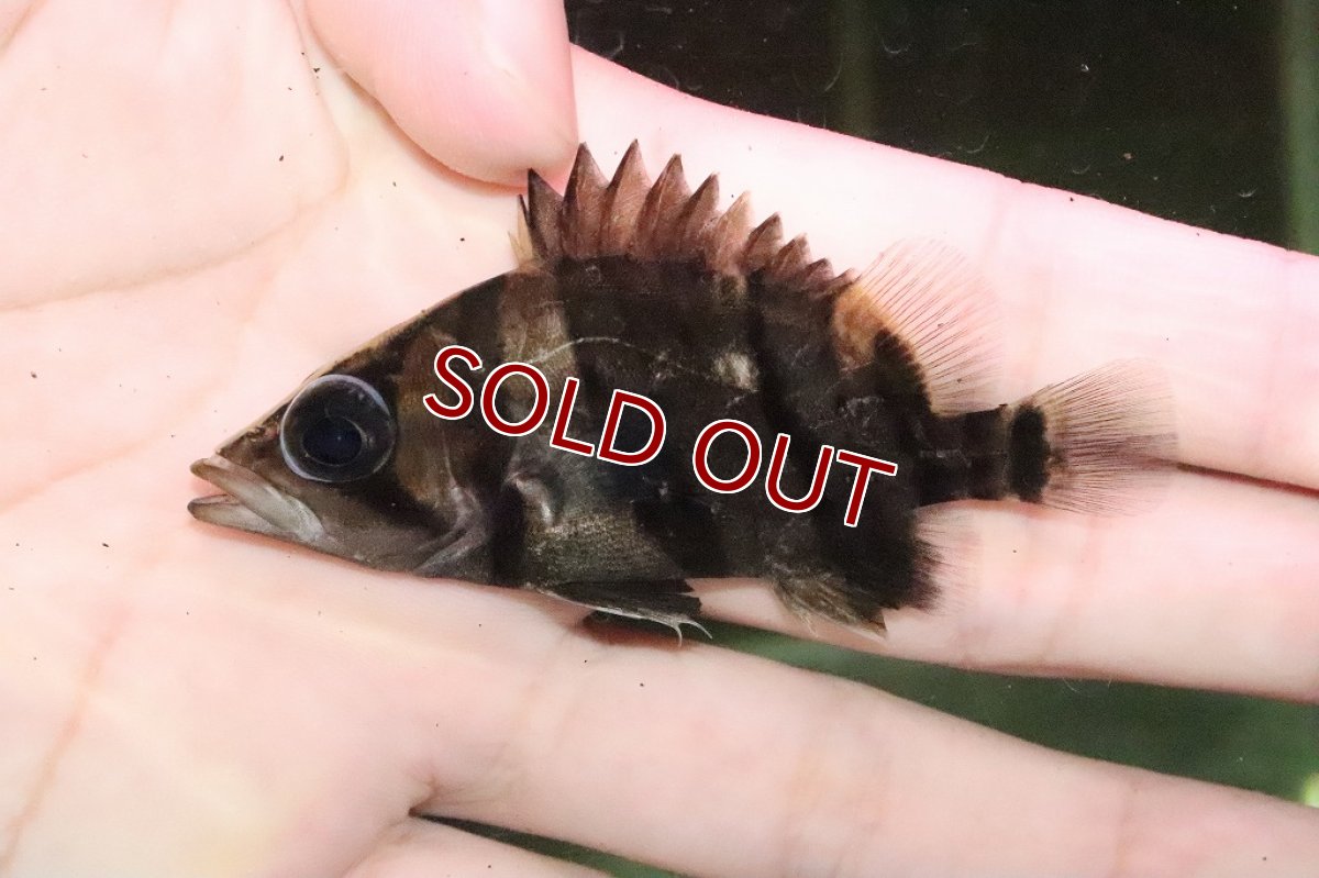 画像8: 【淡水魚】大特価 ダトニオプラスワン ワイルド【１匹】(±6.5-7.5cm)(大型魚)(生体)(淡水)NKO (8)