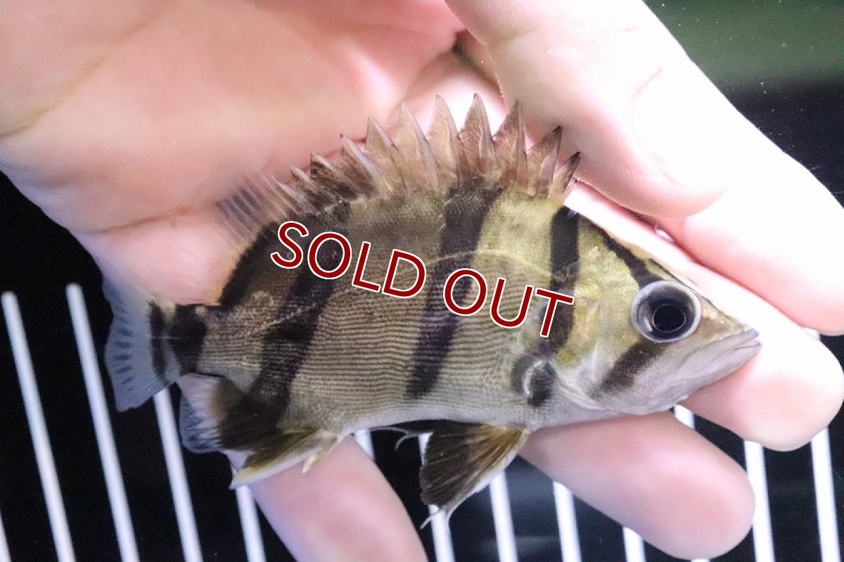 画像2: 【淡水魚】【通販】大特価 大きめ フォーバータイガーダトニオ ワイルド【1匹 サンプル画像】(±9-11cm)(大型魚(生体)(淡水)NKO (2)