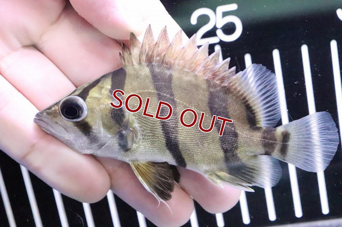 画像3: 【淡水魚】【通販】大特価 大きめ フォーバータイガーダトニオ ワイルド【1匹 サンプル画像】(±9-11cm)(大型魚(生体)(淡水)NKO (3)