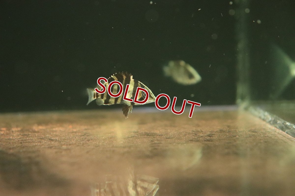 画像2: 【淡水魚】【通販】大特価 スマトラタイガーダトニオ ワイルド【1匹 サンプル画像販売】(±3-4cm)(大型魚)（生体）（熱帯魚）NKＯ (2)