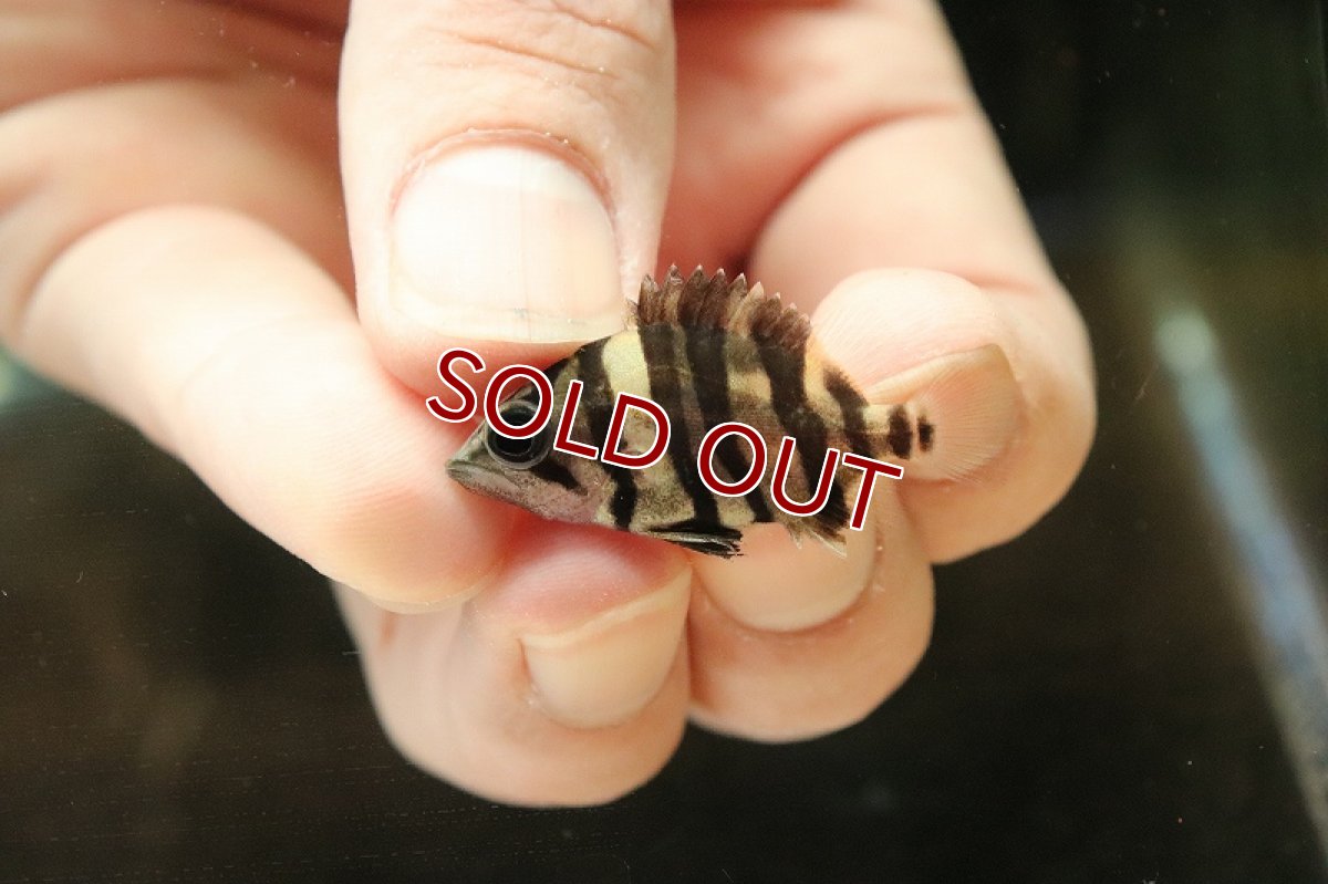 画像4: 【淡水魚】【通販】大特価 スマトラタイガーダトニオ ワイルド【1匹 サンプル画像販売】(±3-4cm)(大型魚)（生体）（熱帯魚）NKＯ (4)