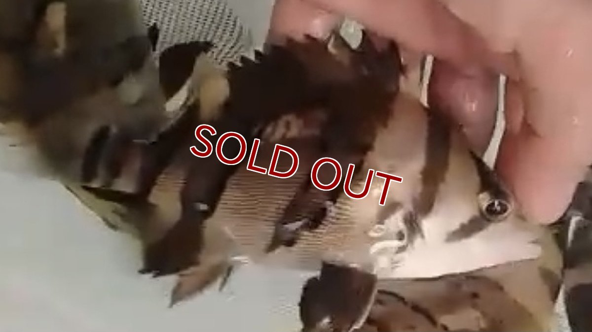 画像4: 【淡水魚】事前予約特別価格販売 ダトニオリアルバンド ボルネオ産 ワイルド【1匹 サンプル画像販売】(±8-10cm)(生体)(熱帯魚)NKO (4)