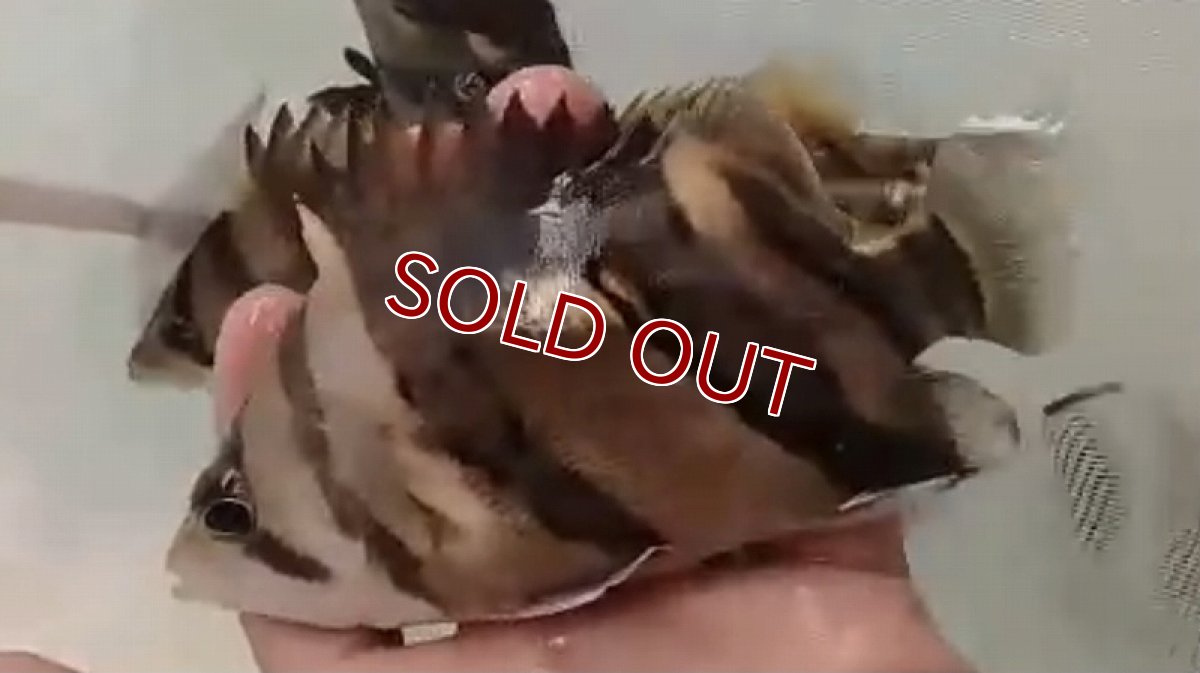 画像5: 【淡水魚】事前予約特別価格販売 ダトニオリアルバンド ボルネオ産 ワイルド【1匹 サンプル画像販売】(±8-10cm)(生体)(熱帯魚)NKO (5)