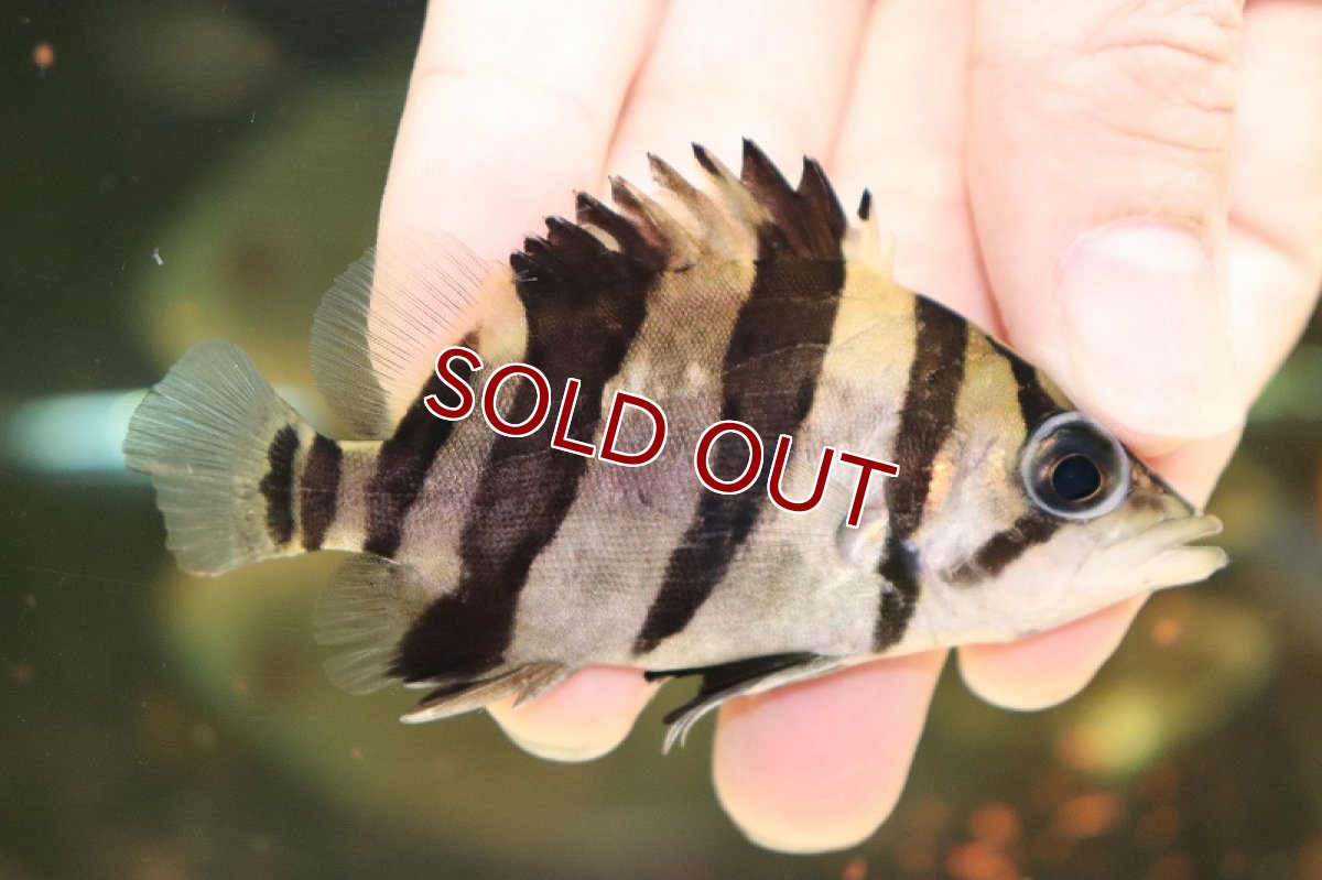 画像2: 【淡水魚】超大特価  残り僅か ダトニオリアルバンド ボルネオ産 ワイルド【1匹 サンプル画像販売】(±8-9cm)(生体)(淡水)NKO (2)