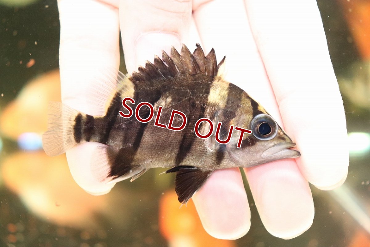 画像3: 【淡水魚】超大特価  残り僅か ダトニオリアルバンド ボルネオ産 ワイルド【1匹 サンプル画像販売】(±8-9cm)(生体)(淡水)NKO (3)