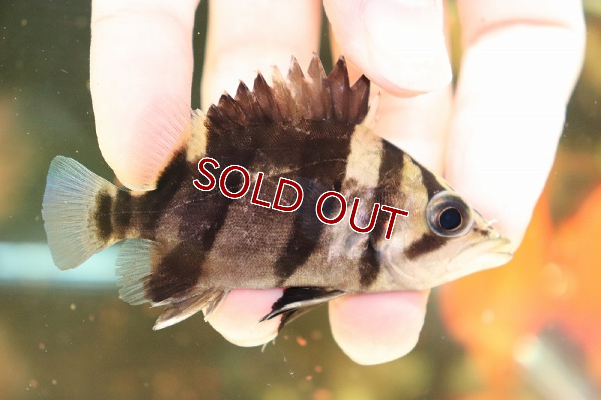 画像4: 【淡水魚】超大特価  残り僅か ダトニオリアルバンド ボルネオ産 ワイルド【1匹 サンプル画像販売】(±8-9cm)(生体)(淡水)NKO (4)