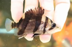 画像4: 【淡水魚】【通販】超大特価  残り僅か ダトニオリアルバンド ボルネオ産 ワイルド【1匹 サンプル画像販売】(±8-9cm)(生体)(淡水)NKO (4)