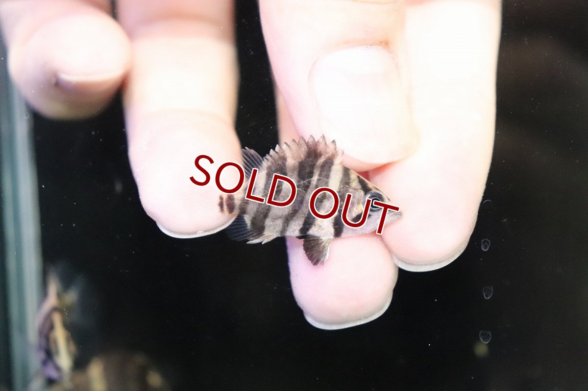 画像2: 【淡水魚】爆安 パーフェクトバンド ダトニオプラスワン ボルネオ産 ワイルド【1匹 サンプル画像】(±3-4cm)（生体）（熱帯魚）NKO (2)