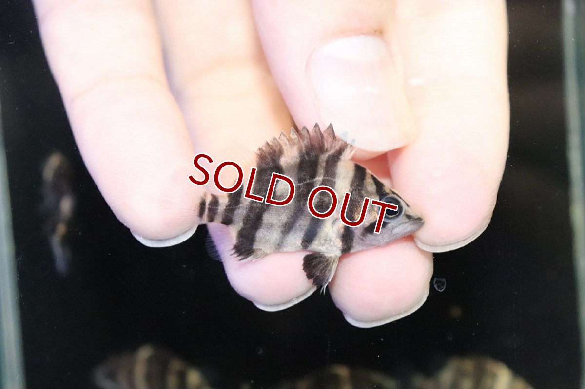 画像3: 【淡水魚】爆安 パーフェクトバンド ダトニオプラスワン ボルネオ産 ワイルド【1匹 サンプル画像】(±3-4cm)（生体）（熱帯魚）NKO (3)