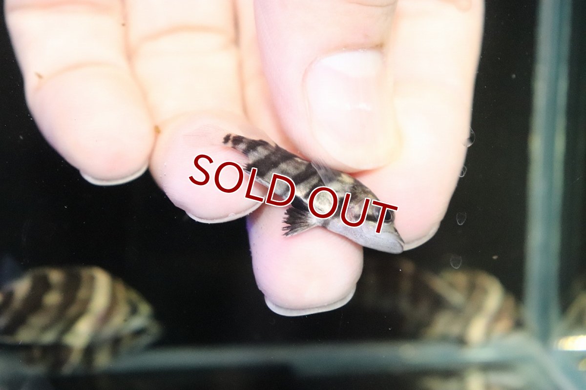 画像4: 【淡水魚】爆安 パーフェクトバンド ダトニオプラスワン ボルネオ産 ワイルド【1匹 サンプル画像】(±3-4cm)（生体）（熱帯魚）NKO (4)