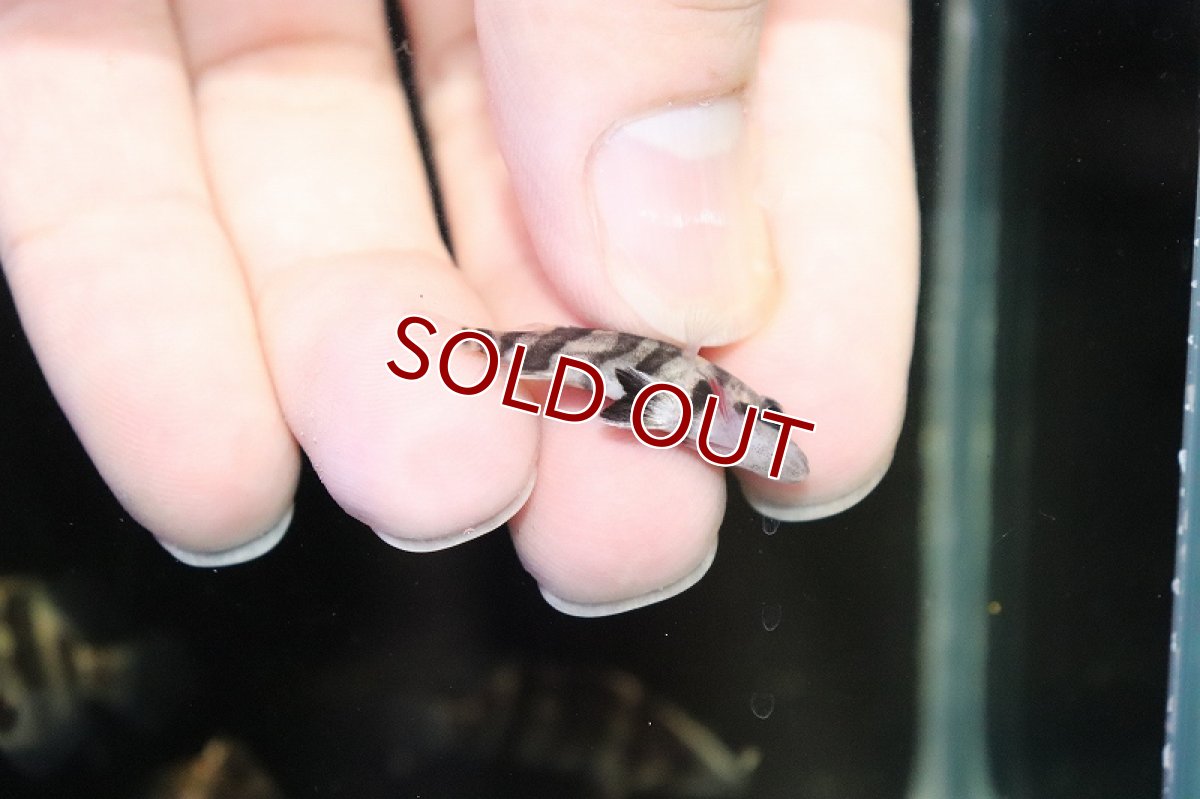 画像5: 【淡水魚】爆安 パーフェクトバンド ダトニオプラスワン ボルネオ産 ワイルド【1匹 サンプル画像】(±3-4cm)（生体）（熱帯魚）NKO (5)