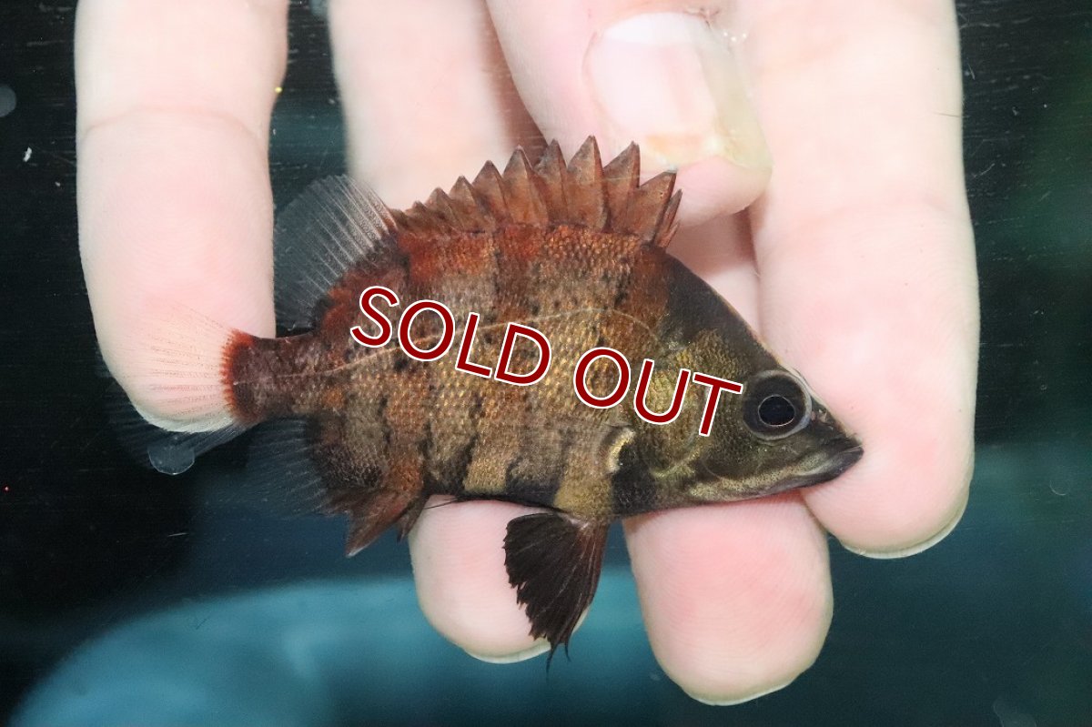 画像1: 【淡水魚】【通販】ニューギニアダトニオ ワイルド【１匹 サンプル画像】(±6cm)(大型魚)(生体)(熱帯魚)NKO (1)