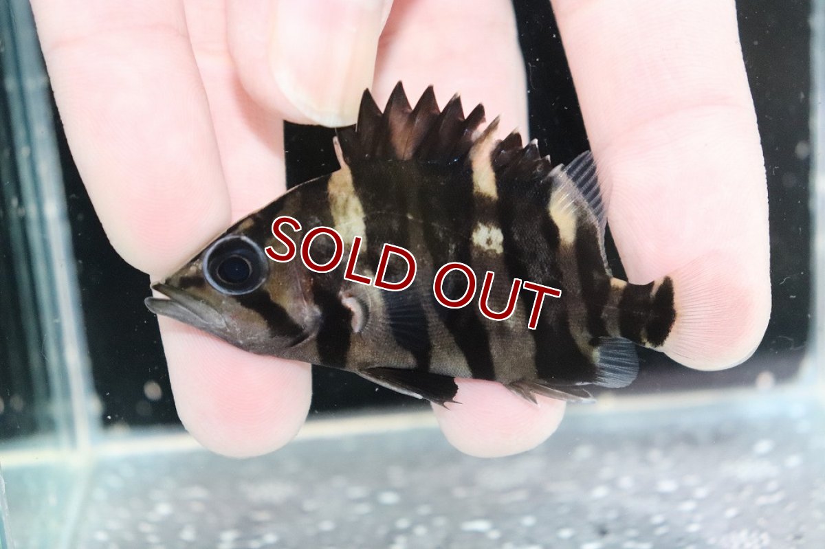 画像1: 【10%OFF対象商品30周年セール】【淡水魚】【通販】大特価パーフェクトバンド スマトラタイガーダトニオ パレンバン産ワイルド【１匹サンプル画像】±5-7cm(生体)(熱帯魚)NKO (1)