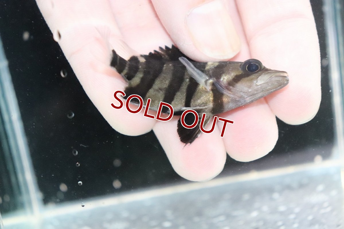 画像2: 【10%OFF対象商品30周年セール】【淡水魚】【通販】大特価パーフェクトバンド スマトラタイガーダトニオ パレンバン産ワイルド【１匹サンプル画像】±5-7cm(生体)(熱帯魚)NKO (2)