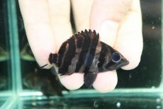 画像1: 【通販 淡水魚】イレギュラーバンド スマトラタイガーダトニオ ワイルド【１匹 サンプル画像】(±6-7cm)(大型魚)(生体)(熱帯魚)NKO (1)