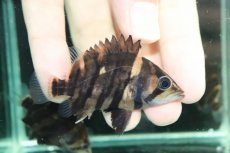 画像2: 【通販 淡水魚】イレギュラーバンド スマトラタイガーダトニオ ワイルド【１匹 サンプル画像】(±6-7cm)(大型魚)(生体)(熱帯魚)NKO (2)