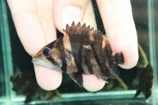 画像3: 【通販 淡水魚】イレギュラーバンド スマトラタイガーダトニオ ワイルド【１匹 サンプル画像】(±6-7cm)(大型魚)(生体)(熱帯魚)NKO (3)