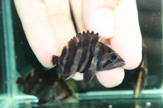 画像4: 【通販 淡水魚】イレギュラーバンド スマトラタイガーダトニオ ワイルド【１匹 サンプル画像】(±6-7cm)(大型魚)(生体)(熱帯魚)NKO (4)