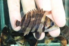 画像5: 【通販 淡水魚】イレギュラーバンド スマトラタイガーダトニオ ワイルド【１匹 サンプル画像】(±6-7cm)(大型魚)(生体)(熱帯魚)NKO (5)