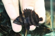 画像6: 【通販 淡水魚】イレギュラーバンド スマトラタイガーダトニオ ワイルド【１匹 サンプル画像】(±6-7cm)(大型魚)(生体)(熱帯魚)NKO (6)