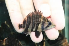 画像7: 【通販 淡水魚】イレギュラーバンド スマトラタイガーダトニオ ワイルド【１匹 サンプル画像】(±6-7cm)(大型魚)(生体)(熱帯魚)NKO (7)