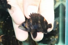 画像8: 【通販 淡水魚】イレギュラーバンド スマトラタイガーダトニオ ワイルド【１匹 サンプル画像】(±6-7cm)(大型魚)(生体)(熱帯魚)NKO (8)