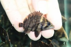 画像9: 【通販 淡水魚】イレギュラーバンド スマトラタイガーダトニオ ワイルド【１匹 サンプル画像】(±6-7cm)(大型魚)(生体)(熱帯魚)NKO (9)