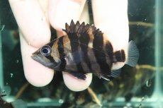 画像10: 【通販 淡水魚】イレギュラーバンド スマトラタイガーダトニオ ワイルド【１匹 サンプル画像】(±6-7cm)(大型魚)(生体)(熱帯魚)NKO (10)