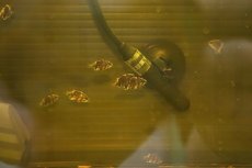 画像2: 【淡水魚】激安 スマトラタイガーダトニオベビー ワイルド【1匹 サンプル画像】(±2cm)（生体）　(大型魚)（熱帯魚）NKO (2)