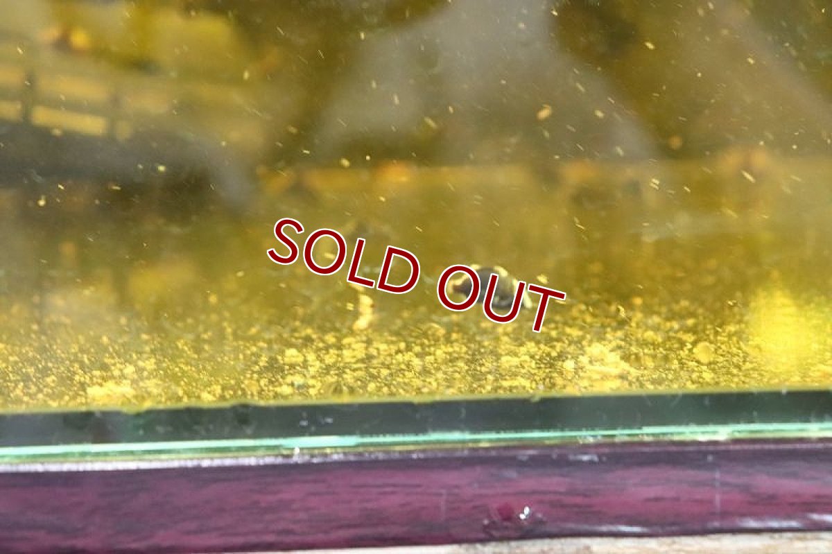 画像3: 【淡水魚】激安 ダトニオプラスワン ボルネオ産  ワイルド【1匹 サンプル画像】(±3-4cm)　(大型魚)（熱帯魚）NKO (3)