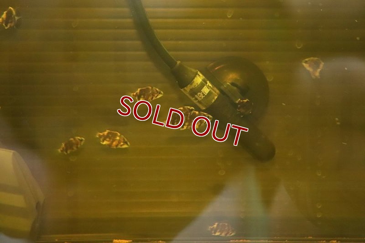 画像2: 【淡水魚】激安 ダトニオプラスワン ボルネオ産  ワイルド【5匹 サンプル画像】(±3-4cm)　(大型魚)（熱帯魚）NKO (2)